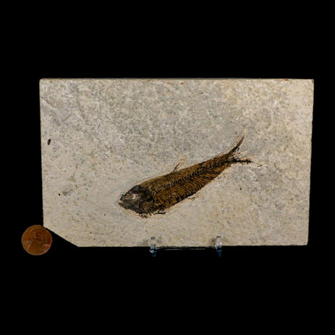 3.7" Knightia Eocaena Fossil Fish Green River FM Wyoming Eocene Age COA & Stand - Fossil Age Minerals