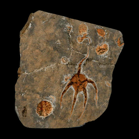 6.3" Brittlestar Ophiura Sp Starfish Fossil Ordovician Age Morocco COA & Stand - Fossil Age Minerals