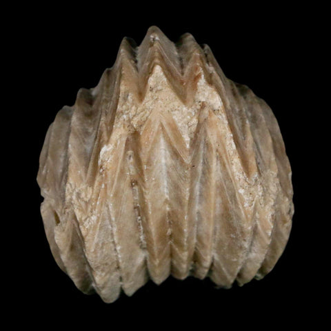 1.5" Burmirhynchia Decorata Brachiopod Fossil Jurassic Age Ardenes France