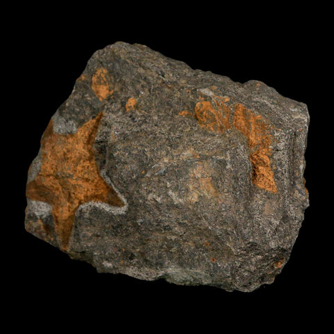 52MM Brittle Star Petraster Starfish Fossil Ordovician Age Blekus Morocco COA - Fossil Age Minerals
