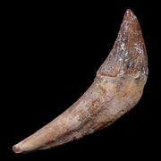 3.4" Basilosaurus Tooth 40-34 Mil Yrs Old Late Eocene COA