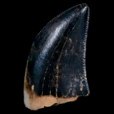 0.7" Tyrannosaur Serrated Fossil Tooth Cretaceous Dinosaur Judith River FM MT COA