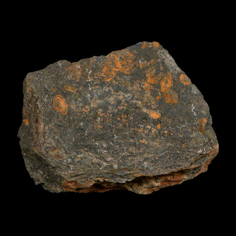 52MM Brittle Star Petraster Starfish Fossil Ordovician Age Blekus Morocco COA - Fossil Age Minerals