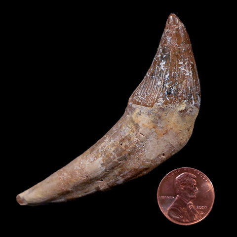 3.4" Basilosaurus Tooth 40-34 Mil Yrs Old Late Eocene COA - Fossil Age Minerals