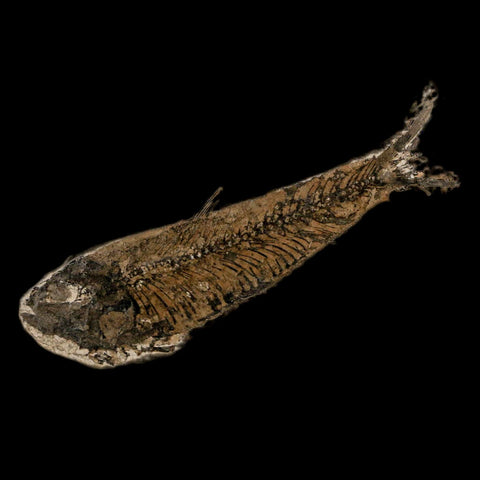 3.7" Knightia Eocaena Fossil Fish Green River FM Wyoming Eocene Age COA & Stand - Fossil Age Minerals