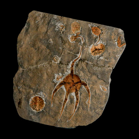 6.3" Brittlestar Ophiura Sp Starfish Fossil Ordovician Age Morocco COA & Stand - Fossil Age Minerals