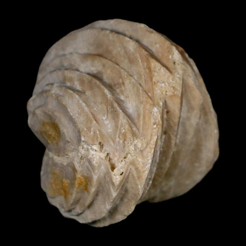 1.5" Burmirhynchia Decorata Brachiopod Fossil Jurassic Age Ardenes France