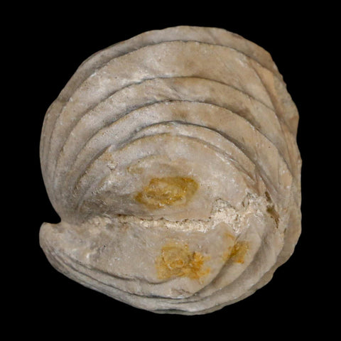 1.5" Burmirhynchia Decorata Brachiopod Fossil Jurassic Age Ardenes France