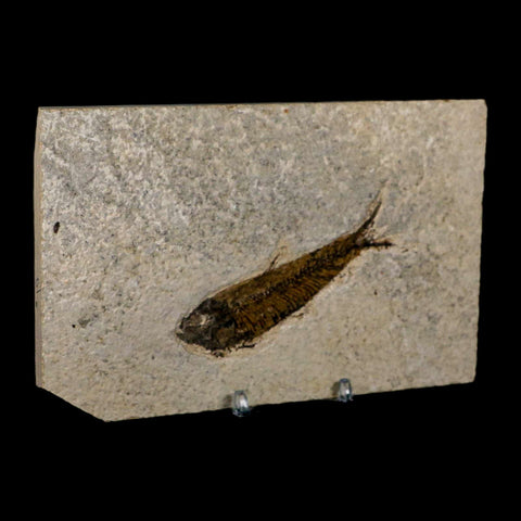 3.7" Knightia Eocaena Fossil Fish Green River FM Wyoming Eocene Age COA & Stand - Fossil Age Minerals