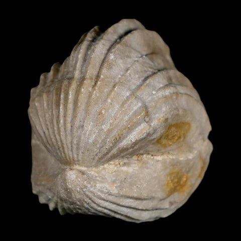 1.5" Burmirhynchia Decorata Brachiopod Fossil Jurassic Age Ardenes France