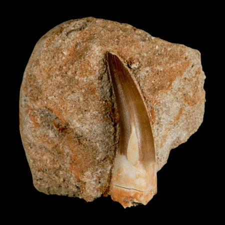 XL 2.2" Plesiosaur Zarafasaura Tooth Fossil In Matrix Cretaceous Dinosaur Era COA