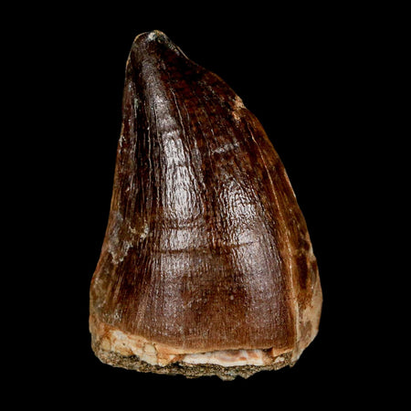 XL 2" Mosasaur Prognathodon Fossil Tooth Cretaceous Dinosaur Era COA & Stand