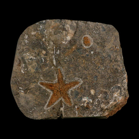 43MM Brittle Star Petraster Starfish Fossil Ordovician Age Blekus Morocco COA