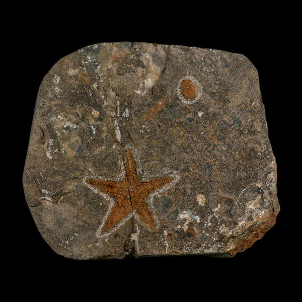 43MM Brittle Star Petraster Starfish Fossil Ordovician Age Blekus Morocco COA