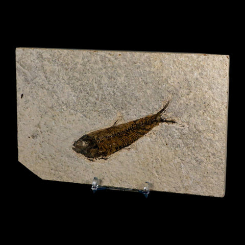 3.7" Knightia Eocaena Fossil Fish Green River FM Wyoming Eocene Age COA & Stand - Fossil Age Minerals