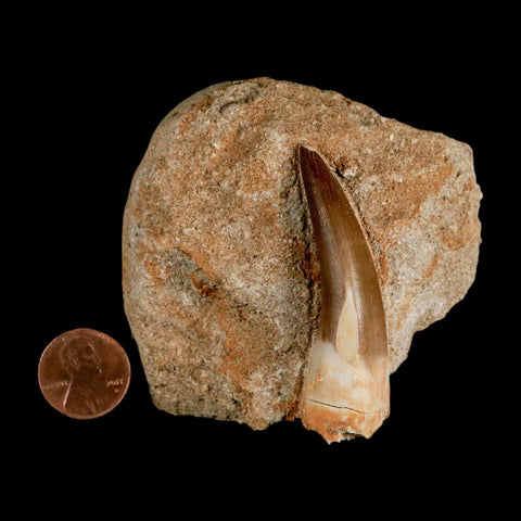 XL 2.2" Plesiosaur Zarafasaura Tooth Fossil In Matrix Cretaceous Dinosaur Era COA - Fossil Age Minerals