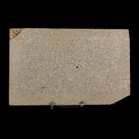 3.7" Knightia Eocaena Fossil Fish Green River FM Wyoming Eocene Age COA & Stand - Fossil Age Minerals