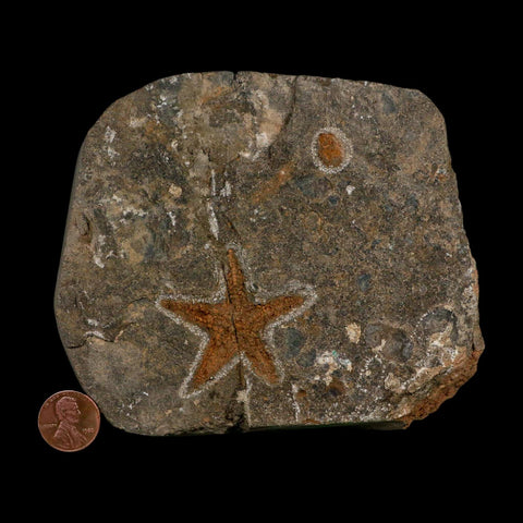 43MM Brittle Star Petraster Starfish Fossil Ordovician Age Blekus Morocco COA - Fossil Age Minerals