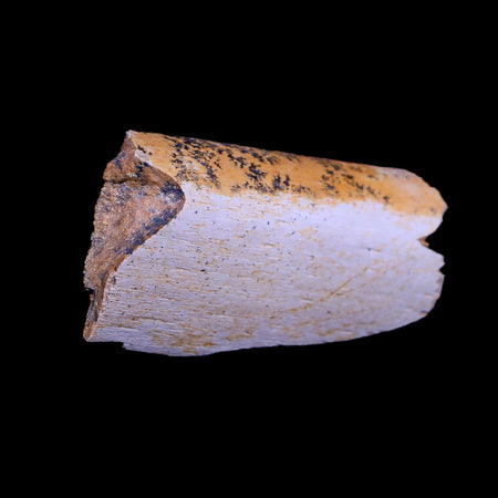 1.9" Triceratops Fossil Rib Bone Lance Creek FM Cretaceous Dinosaur WY COA