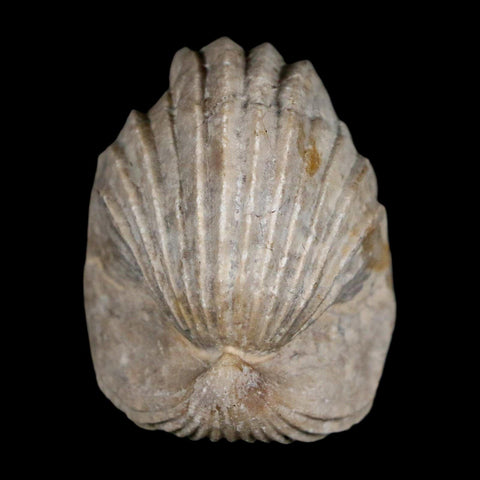 1.6" Burmirhynchia Decorata Brachiopod Fossil Jurassic Age Ardenes France