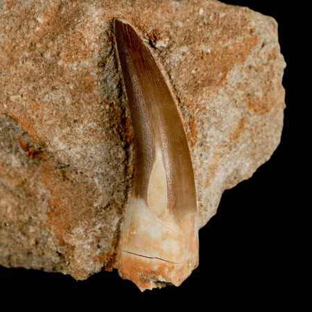 XL 2.2" Plesiosaur Zarafasaura Tooth Fossil In Matrix Cretaceous Dinosaur Era COA