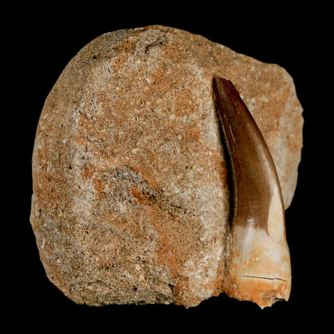 XL 2.2" Plesiosaur Zarafasaura Tooth Fossil In Matrix Cretaceous Dinosaur Era COA - Fossil Age Minerals