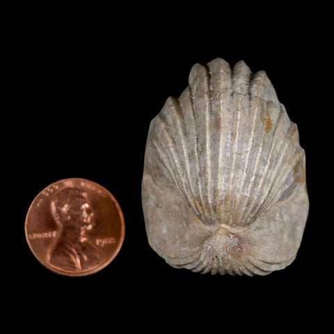 1.6" Burmirhynchia Decorata Brachiopod Fossil Jurassic Age Ardenes France