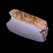 1.9" Triceratops Fossil Rib Bone Lance Creek FM Cretaceous Dinosaur WY COA