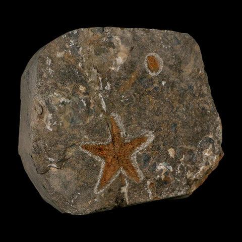 43MM Brittle Star Petraster Starfish Fossil Ordovician Age Blekus Morocco COA - Fossil Age Minerals