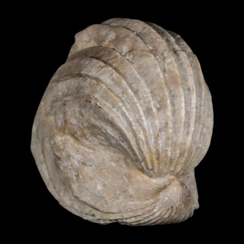 1.6" Burmirhynchia Decorata Brachiopod Fossil Jurassic Age Ardenes France