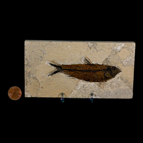 3.8" Knightia Eocaena Fossil Fish Green River FM Wyoming Eocene Age COA & Stand - Fossil Age Minerals