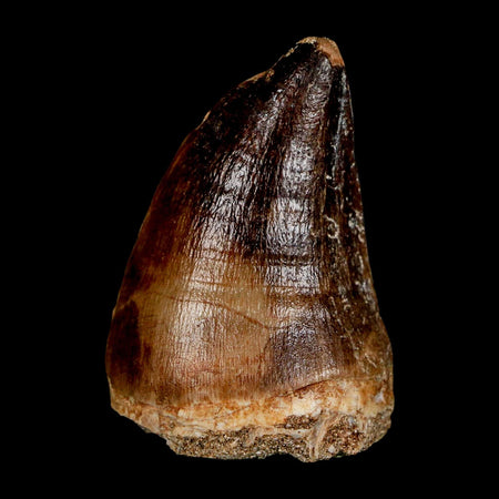 XL 2" Mosasaur Prognathodon Fossil Tooth Cretaceous Dinosaur Era COA & Stand