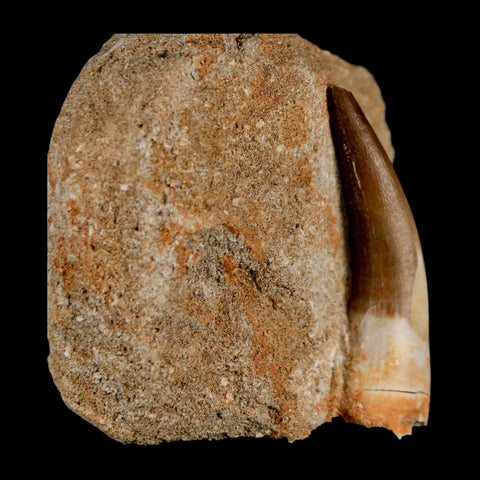 XL 2.2" Plesiosaur Zarafasaura Tooth Fossil In Matrix Cretaceous Dinosaur Era COA - Fossil Age Minerals