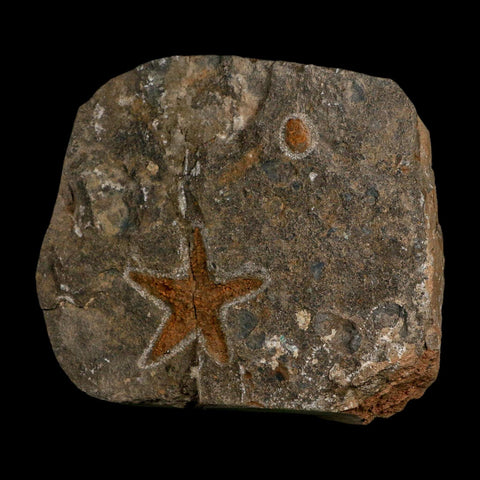 43MM Brittle Star Petraster Starfish Fossil Ordovician Age Blekus Morocco COA - Fossil Age Minerals