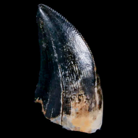 0.7" Tyrannosaur Serrated Fossil Tooth Cretaceous Dinosaur Judith River FM MT COA - Fossil Age Minerals