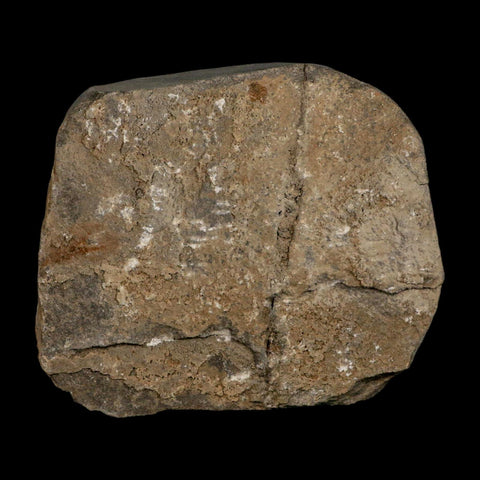 43MM Brittle Star Petraster Starfish Fossil Ordovician Age Blekus Morocco COA - Fossil Age Minerals