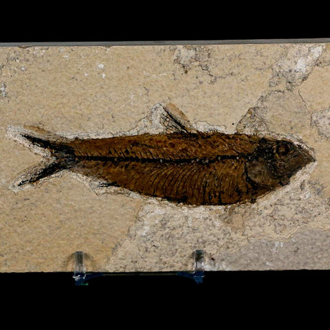 3.8" Knightia Eocaena Fossil Fish Green River FM Wyoming Eocene Age COA & Stand - Fossil Age Minerals