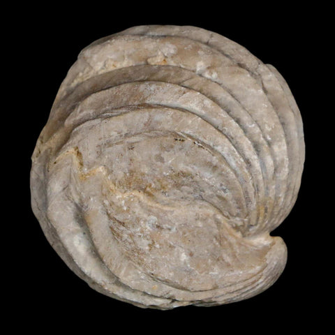 1.6" Burmirhynchia Decorata Brachiopod Fossil Jurassic Age Ardenes France