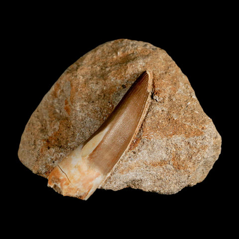 XL 2.2" Plesiosaur Zarafasaura Tooth Fossil In Matrix Cretaceous Dinosaur Era COA - Fossil Age Minerals