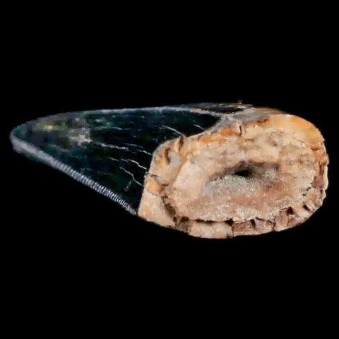 0.7" Tyrannosaur Serrated Fossil Tooth Cretaceous Dinosaur Judith River FM MT COA - Fossil Age Minerals