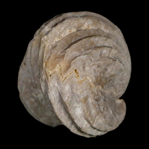1.6" Burmirhynchia Decorata Brachiopod Fossil Jurassic Age Ardenes France