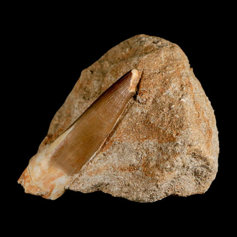 XL 2.2" Plesiosaur Zarafasaura Tooth Fossil In Matrix Cretaceous Dinosaur Era COA - Fossil Age Minerals