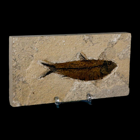 3.8" Knightia Eocaena Fossil Fish Green River FM Wyoming Eocene Age COA & Stand - Fossil Age Minerals