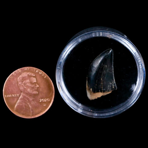 0.7" Tyrannosaur Serrated Fossil Tooth Cretaceous Dinosaur Judith River FM MT COA - Fossil Age Minerals