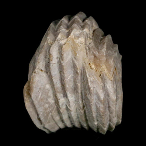 1.6" Burmirhynchia Decorata Brachiopod Fossil Jurassic Age Ardenes France