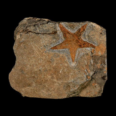 48MM Brittle Star Petraster Starfish Fossil Ordovician Age Blekus Morocco COA