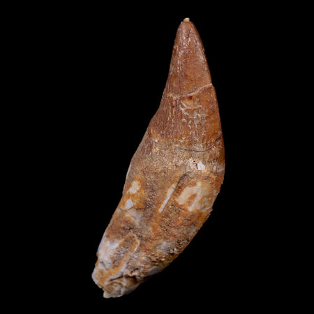 3.1" Basilosaurus Tooth 40-34 Mil Yrs Old Late Eocene COA