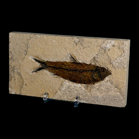 3.8" Knightia Eocaena Fossil Fish Green River FM Wyoming Eocene Age COA & Stand - Fossil Age Minerals