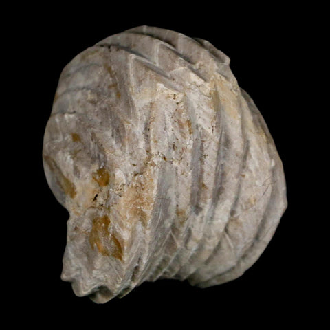 1.6" Burmirhynchia Decorata Brachiopod Fossil Jurassic Age Ardenes France