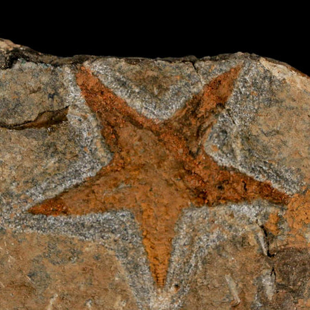 48MM Brittle Star Petraster Starfish Fossil Ordovician Age Blekus Morocco COA